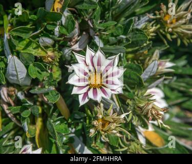 Closeup di una Gazania, più comunemente conosciuto come un fiore del tesoro. Foto Stock