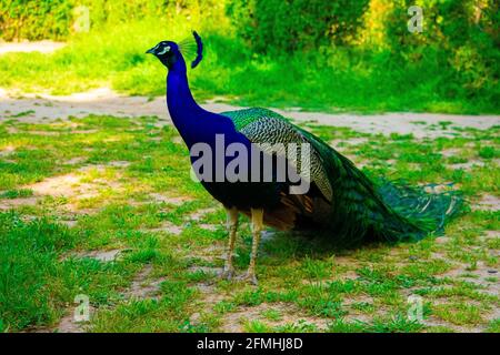 Un bellissimo uccello pavone con un collo blu in piedi un parco verde erboso in una giornata di sole Foto Stock