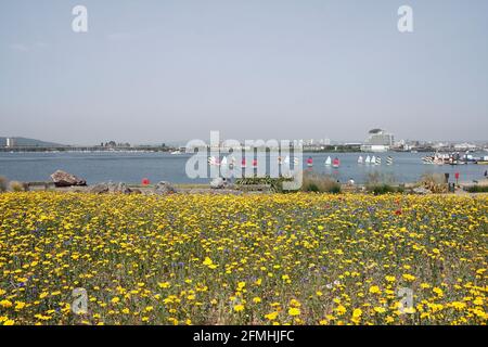 Fiori selvatici che crescono sulla diga della baia di Cardiff, Galles. Giorno delle estati calde Foto Stock