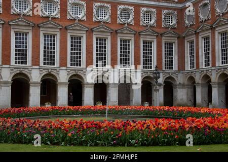 Esposizione di tulipani nella corte della fontana all'Hampton Court Palace, primavera 2021, Inghilterra UK Foto Stock