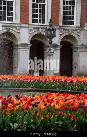 Esposizione di tulipani nella corte della fontana all'Hampton Court Palace, primavera 2021, Inghilterra UK Foto Stock