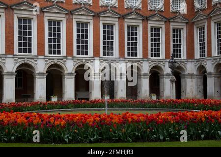 Esposizione di tulipani nella corte della fontana all'Hampton Court Palace, primavera 2021, Inghilterra UK Foto Stock