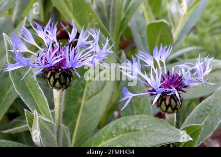 Centaurea montana ‘grandiflora perenne – fiori blu violacei radiali frangiati e foglie a forma di lancia, aprile, Inghilterra, Regno Unito Foto Stock