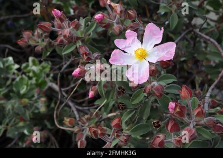 Cistus x lenis ‘Grayswood Pink’ rock rose Silver Pink – fiori rosa granchio con grande centro bianco, maggio, Inghilterra, Regno Unito Foto Stock