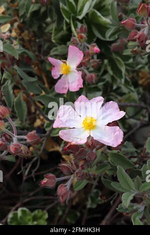 Cistus x lenis ‘Grayswood Pink’ rock rose Silver Pink – fiori rosa granchio con grande centro bianco, maggio, Inghilterra, Regno Unito Foto Stock