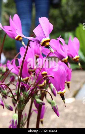 Dodecatheon meadia ‘Regina Vittoria’ – lilla rosa dardo fiori con anello basale bianco, giallo e rosso e antere nere fuse, maggio, Foto Stock