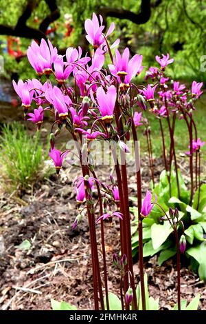 Dodecatheon meadia ‘Regina Vittoria’ – lilla rosa dardo fiori con anello basale bianco, giallo e rosso e antere nere fuse, maggio, Foto Stock