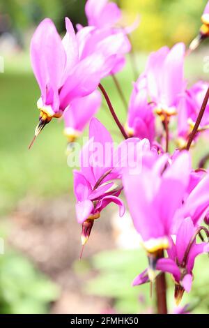 Dodecatheon meadia ‘Regina Vittoria’ – lilla rosa dardo fiori con anello basale bianco, giallo e rosso e antere nere fuse, maggio, Foto Stock