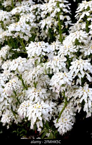 Iberis ‘Pinnacolo Bianco’ Pinnacolo Bianco – cascata di fiori bianchi con petali a cucchiaio rovescati, maggio, Inghilterra, Regno Unito Foto Stock