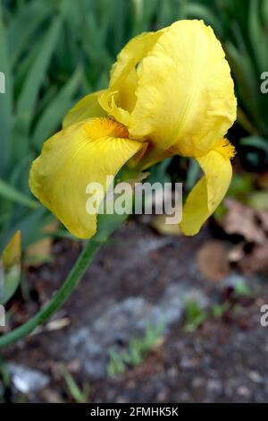 Iris germanica ‘Goldfackel’ iris a zombi – pure as Gold iris – fiori gialli con barba gialla, maggio, Inghilterra, Regno Unito Foto Stock