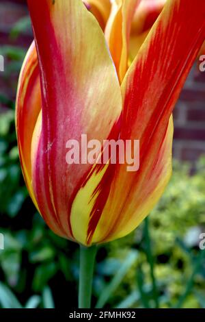 Tulipa ‘Aladdin’ Lily Flowering 6 Aladdin tulipano rotto – fiori rossi scarlatto, fiamme gialle, fiamme arancioni, maggio, Inghilterra, REGNO UNITO Foto Stock