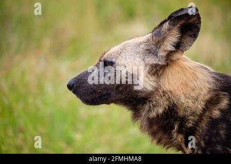 Profilo Head shot di African Wild Dog, guardando sopra Foto Stock