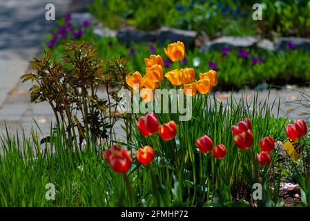 Tulipani gialli, arancioni e rossi (cultivar sconosciuto) che fioriscono in un giardino di Glebe in tarda primavera ad Ottawa, Ontario, Canada. Foto Stock