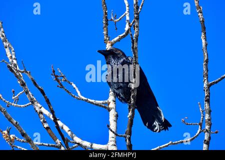 Un corvo comune 'Corvus corax', arroccato in un albero deciduo cima nella stagione di primavera nella campagna Alberta Canada. Foto Stock