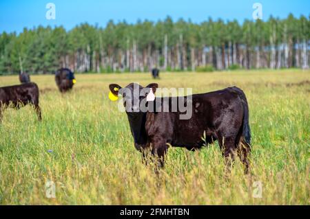 I vitelli dell'Angus nero pascolano su un prato verde. Foto Stock