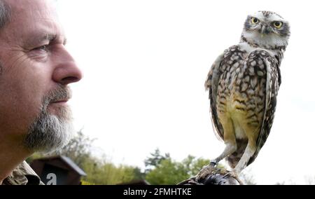 08 maggio 2021, Sassonia-Anhalt, Wörlitz: Anche se attualmente non è consentito lo spettacolo aereo a causa della pandemia, il gufo di burrowing Gimli deve mantenere il suo tempo di allenamento ogni giorno con falconer Jim Ohle nel parco di Wörlitz. Il piccolo gufo di otto anni è uno dei 16 uccelli rapaci che devono mantenere la loro routine per le prestazioni e non hanno alcuna interruzione. Il falegname addestrato ha fatto il suo hobby la sua professione per 15 anni e ora spera con le sue aquile, avvoltoi, poiane, falchi e gufi presto aperture per i suoi spettacoli aerei. Foto: Waltraud Grubitzsch/dpa-Zentralbild Foto Stock