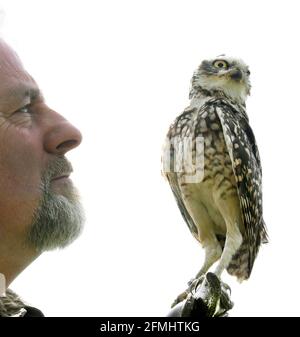 08 maggio 2021, Sassonia-Anhalt, Wörlitz: Anche se attualmente non è consentito lo spettacolo aereo a causa della pandemia, il gufo di burrowing Gimli deve mantenere il suo tempo di allenamento ogni giorno con falconer Jim Ohle nel parco di Wörlitz. Il piccolo gufo di otto anni è uno dei 16 uccelli rapaci che devono mantenere la loro routine per le prestazioni e non hanno alcuna interruzione. Il falegname addestrato ha fatto il suo hobby la sua professione per 15 anni e ora spera con le sue aquile, avvoltoi, poiane, falchi e gufi presto aperture per i suoi spettacoli aerei. Foto: Waltraud Grubitzsch/dpa-Zentralbild Foto Stock