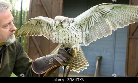 08 maggio 2021, Sassonia-Anhalt, Wörlitz: Anche se attualmente non è consentito lo spettacolo aereo a causa della pandemia, SAKER Falcon Sahra deve mantenere il suo tempo di allenamento ogni giorno con falconer Jim Ohle nel parco di Wörlitz. Il falco di sedici anni è uno dei 16 uccelli rapaci che devono mantenere la loro routine per le prestazioni e non hanno interruzioni. Il falegname addestrato ha fatto il suo hobby una professione per 15 anni e ora spera con le sue aquile, avvoltoi, poiane, falchi e gufi presto alle aperture per i suoi spettacoli aerei. Foto: Waltraud Grubitzsch/dpa-Zentralbild Foto Stock