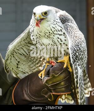 08 maggio 2021, Sassonia-Anhalt, Wörlitz: Anche se attualmente non è consentito lo spettacolo aereo a causa della pandemia, Gerda il Gerfalcon deve mantenere il suo tempo di allenamento ogni giorno con falconer Jim Ohle nel parco di Wörlitz. Il falco di tre anni è uno dei 16 uccelli rapaci che devono mantenere la loro routine per le prestazioni e non hanno interruzioni. Il falegname addestrato ha fatto il suo hobby una professione per 15 anni e ora spera con le sue aquile, avvoltoi, poiane, falchi e gufi presto alle aperture per i suoi spettacoli aerei. Foto: Waltraud Grubitzsch/dpa-Zentralbild Foto Stock