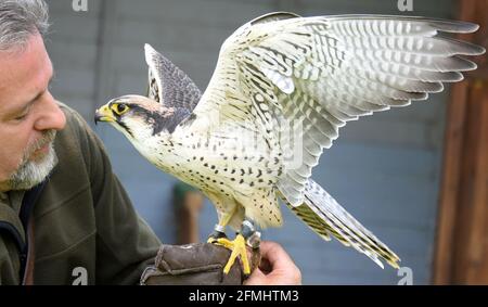 08 maggio 2021, Sassonia-Anhalt, Wörlitz: Anche se attualmente non è consentito lo spettacolo aereo a causa della pandemia, Lanner falcon Lena deve mantenere il suo tempo di allenamento ogni giorno con falconer Jim Ohle nel parco di Wörlitz. Il falco di sei anni è uno dei 16 uccelli rapaci che devono mantenere la loro routine per le prestazioni e non hanno interruzioni. Il falegname addestrato ha fatto il suo hobby una professione per 15 anni e ora spera con le sue aquile, avvoltoi, poiane, falchi e gufi presto alle aperture per i suoi spettacoli aerei. Foto: Waltraud Grubitzsch/dpa-Zentralbild Foto Stock