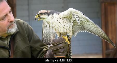 08 maggio 2021, Sassonia-Anhalt, Wörlitz: Anche se attualmente non è consentito lo spettacolo aereo a causa della pandemia, Lanner falcon Lena deve mantenere il suo tempo di allenamento ogni giorno con falconer Jim Ohle nel parco di Wörlitz. Il falco di sei anni è uno dei 16 uccelli rapaci che devono mantenere la loro routine per le prestazioni e non hanno interruzioni. Il falegname addestrato ha fatto il suo hobby una professione per 15 anni e ora spera con le sue aquile, avvoltoi, poiane, falchi e gufi presto alle aperture per i suoi spettacoli aerei. Foto: Waltraud Grubitzsch/dpa-Zentralbild Foto Stock