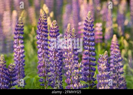 Fiori viola Lupin in fiore in giardino d'estate primo piano Foto Stock