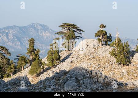 Alberi di cedro libanesi alle pendici del monte Tahtali in Turchia Foto Stock