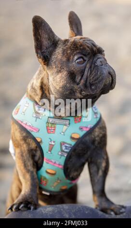 8-month-Old Brindle Frenchie maschio salta sul grembo del proprietario e guarda in su. Spiaggia di sabbia nel nord della California. Foto Stock