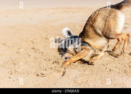Cani in purebred con morbido marrone e cappotto nero su cui giocare spiaggia di sabbia in giornata di sole Foto Stock