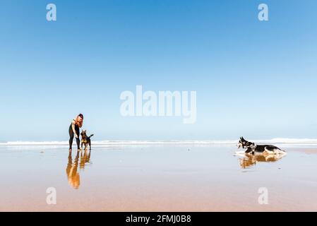 Atleta femminile che si appoggia in avanti mentre interagisce con il pastore tedesco Wet Shore con Husky Siberiano in esecuzione contro l'oceano Foto Stock