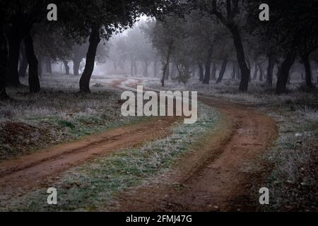 Antica foresta di lecci (Quercus ilex) in un giorno foggoso con alberi centenari, Zamora, Spagna. Foto Stock