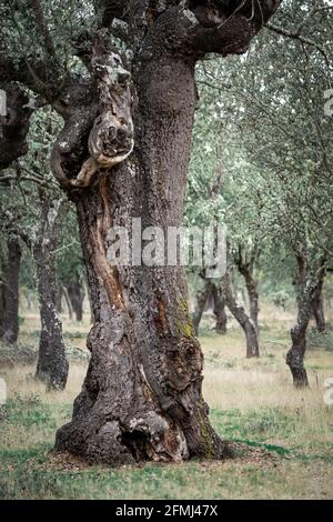 Antica foresta di lecci (Quercus ilex) in un giorno foggoso con alberi centenari, Zamora, Spagna. Foto Stock