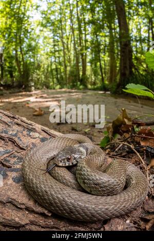 Serpente d'erba mediterranea Natrix astrophora nel suo habitat forestale con un ruscello, tiro verticale Foto Stock