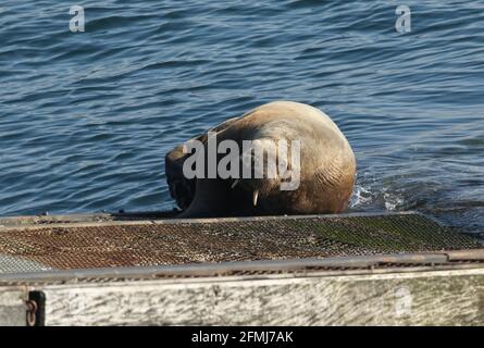 Un raro Walrus, Odobenus rosmarus, giace sulla rampa della stazione di linfa di Tenby, Pembrokeshire, Galles. Foto Stock