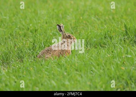 Una lepre bruna, Lepus europaeus, seduta in un campo. Foto Stock