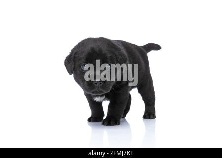 carino nero labrador retriever cucciolo in piedi, guardando a lato e a piedi isolato su sfondo bianco in studio Foto Stock