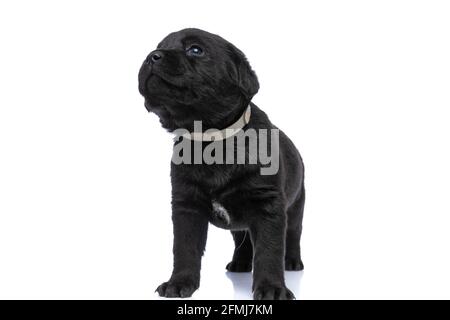 bellissimo cucciolo nero labrador retriever con collare guardando in su e. isolato su sfondo bianco in studio Foto Stock