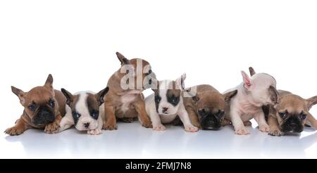 7 cuccioli di bulldog francesi che formano un gruppo, guardando a fianco e in posa, seduti isolati su sfondo bianco in studio Foto Stock