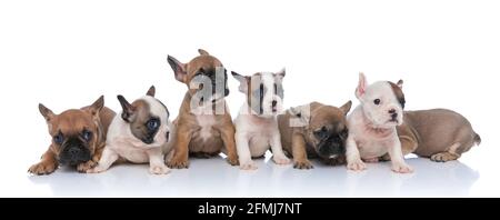 bella famiglia di sette piccoli bebè di bulldog francesi che cercano lato e seduta isolato su sfondo bianco in studio Foto Stock