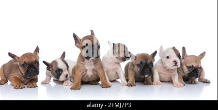 bella famiglia di sette cuccioli frennch bulldog guardando a lato, seduta e adagiata isolato su sfondo bianco in studio Foto Stock