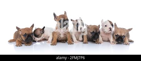 carino gruppo di sette adorabili cani da bulldog francesi che guardano a lato, adagiato e seduto isolato su sfondo bianco in studio Foto Stock