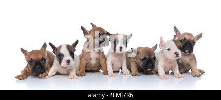 grande gruppo di piccoli cuccioli di bulldog francesi che guardano a lato e seduto isolato su sfondo bianco in studio Foto Stock