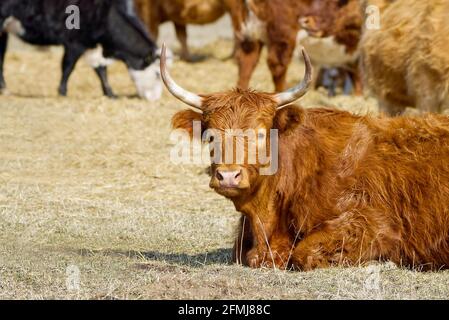 Bestiame rosso, giacente sul fieno al campo di primavera. Vacca di razza rossa per carne e latte. Agricoltura, concetto di pascolo libero, campo autunnale Foto Stock