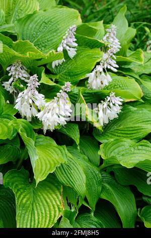 Hosta 'Elata'. Plantain giglio 'Elataa'. A forma di imbuto da viola chiaro a fiori bianchi Foto Stock