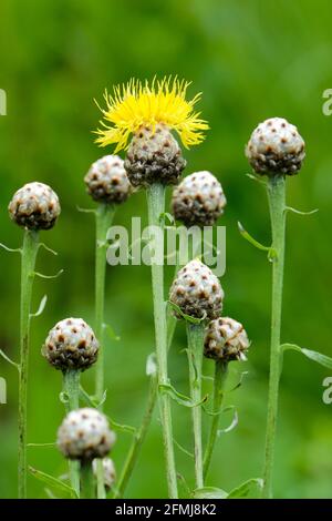 Centaurea glastifolia, ginocchio gigante, fiordaliso globo, cardo dorato, cardo giallo. Fiori gialli simili a cardo Foto Stock