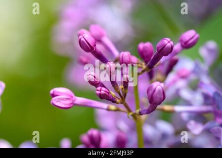 Ramo di un cespuglio lilla in fiore con delicati fiori e boccioli viola e fogliame fresco. Splendido tramonto luce primavera sfondo floreale. Vista macro Foto Stock