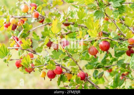 Rami di uva spina rossa. Ramificazione di uva spina con bacche biologiche mature. Uva spina su ramoscelli di arbusti in giardino. Bacche rosse mature Foto Stock