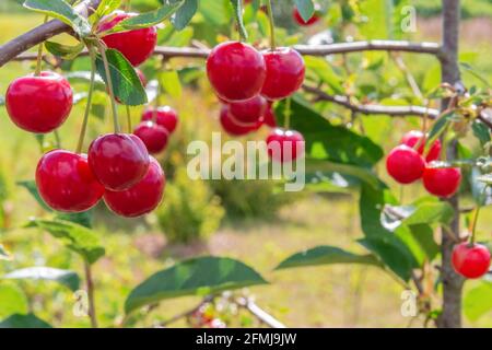 Bacche di ciliegia rossa fresche sul ramo dell'albero in giardino. Vista ravvicinata della ciliegia organica appesa ai ramoscelli. Bacche rosse mature di ciliegio Foto Stock
