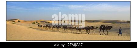 Una Caravan di cammelli di proprietà del Twarig si dirige verso il deserto del Sahara vicino Timbuktu in Mali. Fotografia di David Sandison 17/12/2002 Copia di Mike Mc Carthy Foto Stock