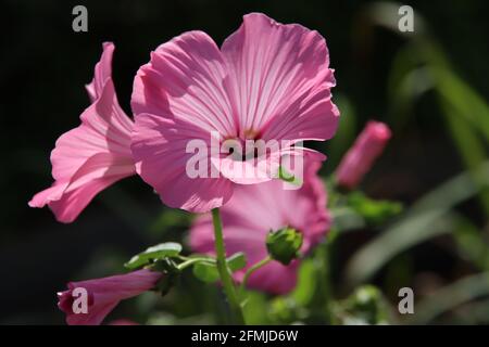 Orchidea selvatica rosa in un campo con fiori naturali in Paesi Bassi Foto Stock
